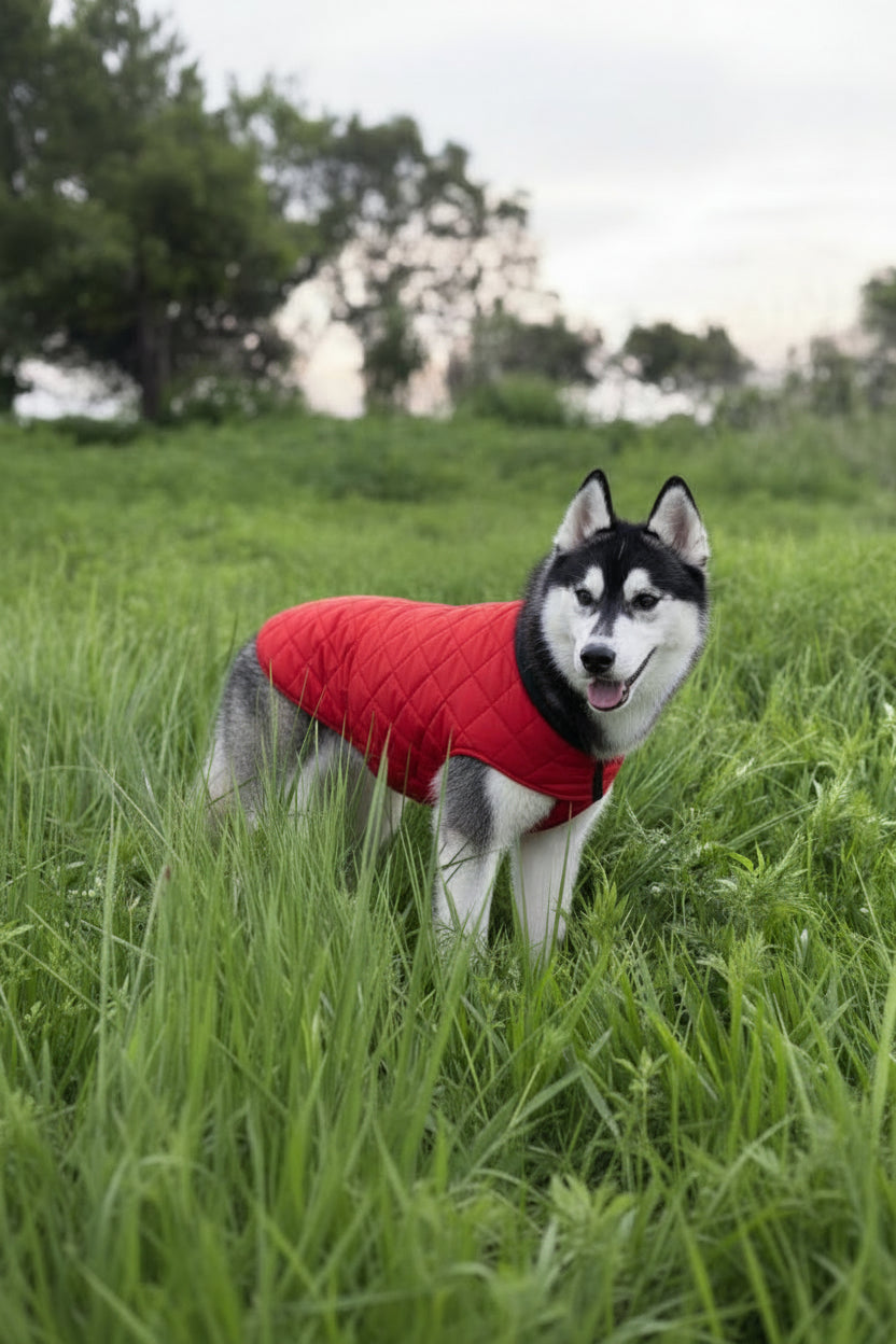 Chaleco Acolchado Reversible para Perro